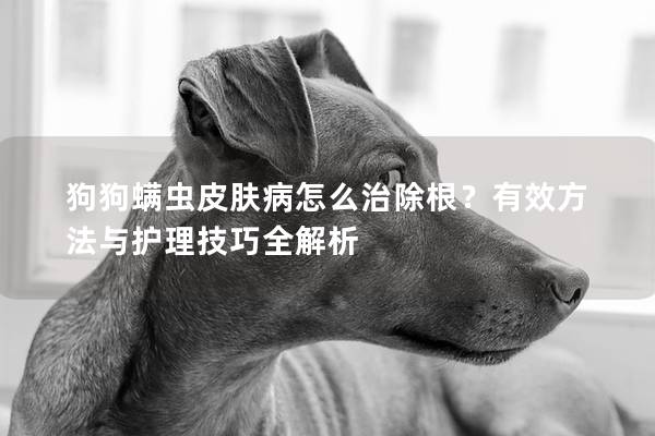 狗狗螨蟲皮膚病怎么治除根？有效方法與護理技巧全解析