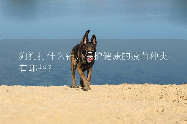 狗狗打什么針，保護健康的疫苗種類有哪些？
