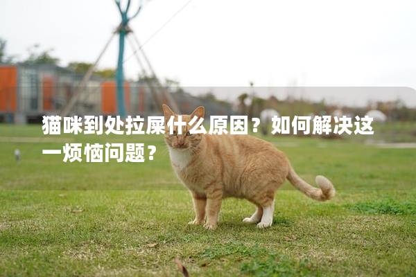 貓咪到處拉屎什么原因？如何解決這一煩惱問題？