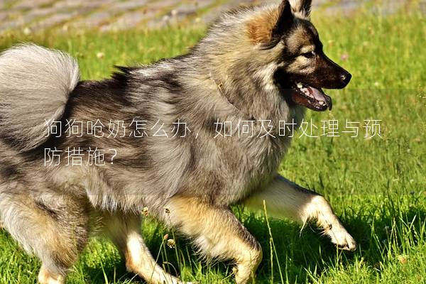 狗狗嗆奶怎么辦，如何及時處理與預(yù)防措施？