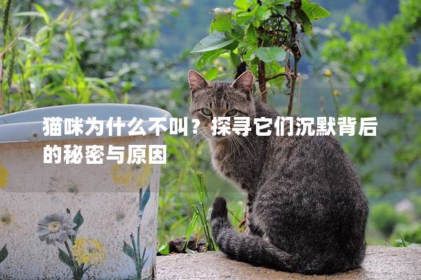 貓咪為什么不叫？探尋它們沉默背后的秘密與原因
