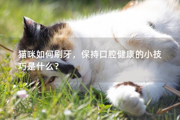 貓咪如何刷牙，保持口腔健康的小技巧是什么？