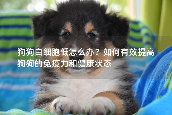 狗狗白細(xì)胞低怎么辦？如何有效提高狗狗的免疫力和健康狀態(tài)