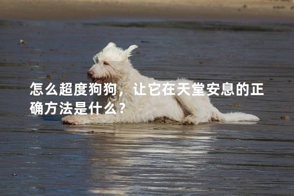 怎么超度狗狗，讓它在天堂安息的正確方法是什么？