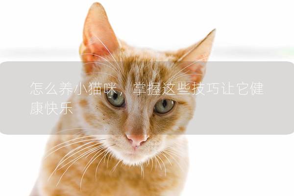 怎么養(yǎng)小貓咪,掌握這些技巧讓它健康快樂 怎么養(yǎng)小貓咪,掌握這些技巧讓它健康快樂