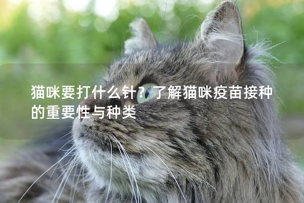 貓咪要打什么針？了解貓咪疫苗接種的重要性與種類
