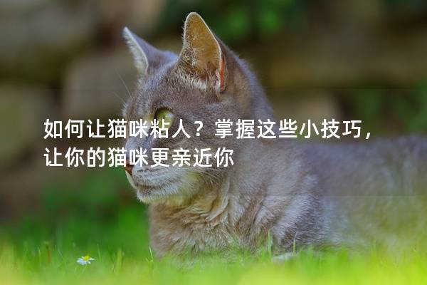 如何讓貓咪粘人？掌握這些小技巧，讓你的貓咪更親近你