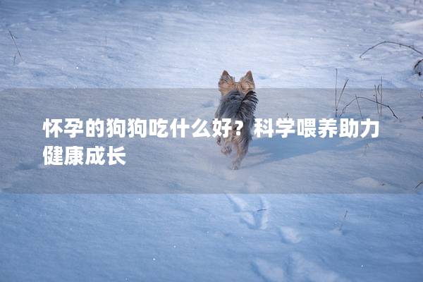 懷孕的狗狗吃什么好?科學喂養助力健康成長 懷孕的狗狗吃什么好?科學喂養助力健康成長