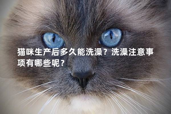 貓咪生產后多久能洗澡？洗澡注意事項有哪些呢？