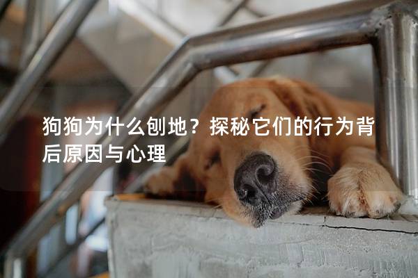 狗狗為什么刨地？探秘它們的行為背后原因與心理