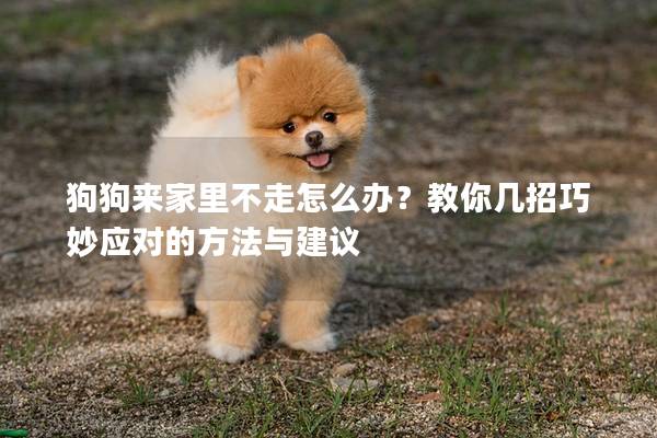 狗狗來家里不走怎么辦？教你幾招巧妙應(yīng)對的方法與建議