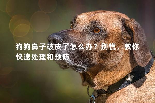 狗狗鼻子破皮了怎么辦？別慌，教你快速處理和預(yù)防