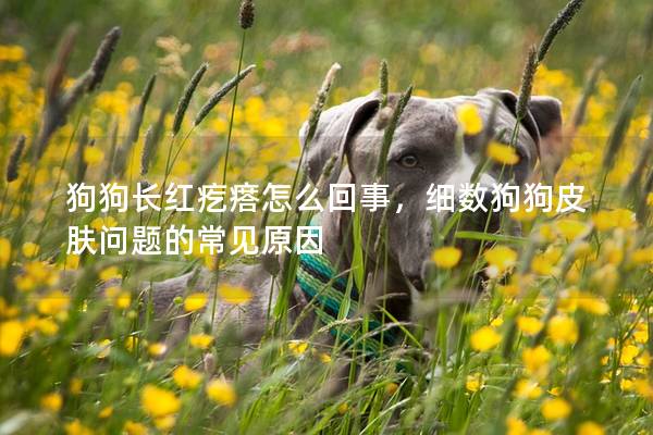 狗狗長紅疙瘩怎么回事，細數狗狗皮膚問題的常見原因