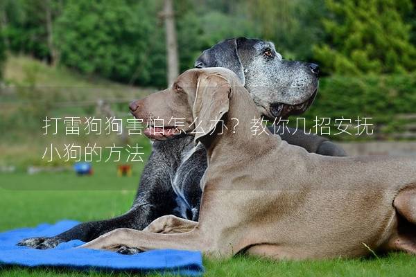 打雷狗狗害怕怎么辦？教你幾招安撫小狗的方法