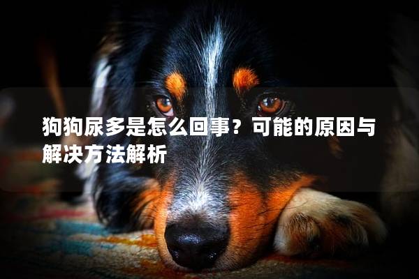 狗狗尿多是怎么回事？可能的原因與解決方法解析