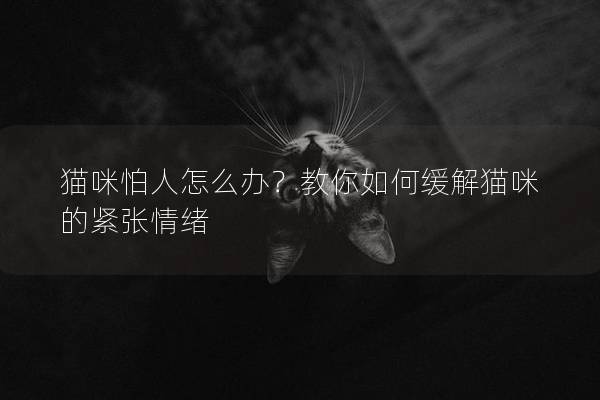 貓咪怕人怎么辦？教你如何緩解貓咪的緊張情緒