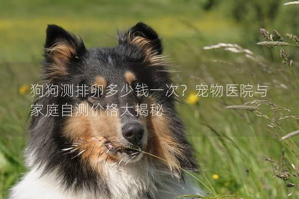 狗狗測排卵多少錢一次?寵物醫院與家庭自測價格大揭秘 狗狗測排卵多少錢一次?寵物醫院與家庭自測價格大揭秘