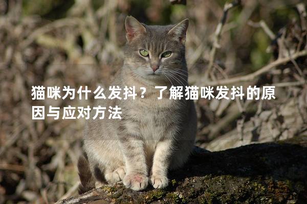 貓咪為什么發(fā)抖？了解貓咪發(fā)抖的原因與應(yīng)對方法