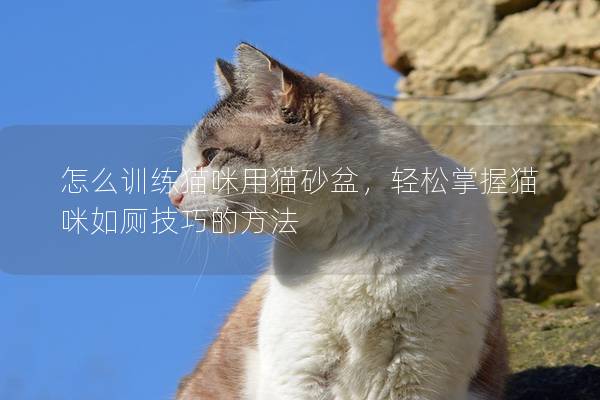 怎么訓練貓咪用貓砂盆，輕松掌握貓咪如廁技巧的方法