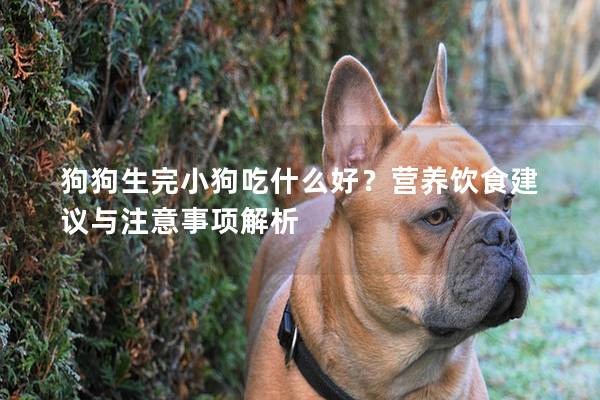 狗狗生完小狗吃什么好？營(yíng)養(yǎng)飲食建議與注意事項(xiàng)解析