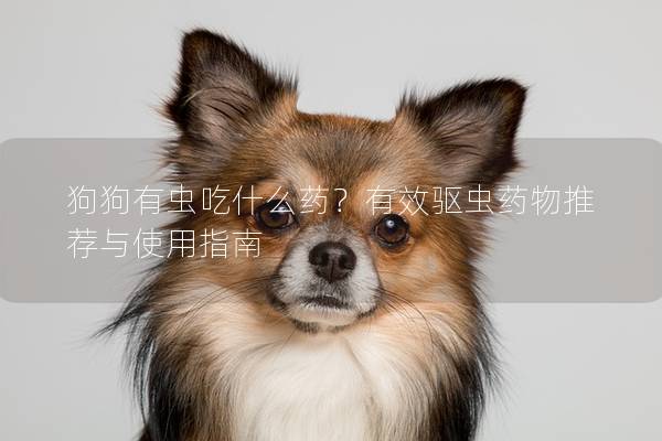 狗狗有蟲吃什么藥？有效驅蟲藥物推薦與使用指南
