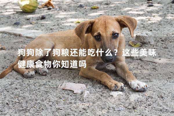狗狗除了狗糧還能吃什么？這些美味健康食物你知道嗎