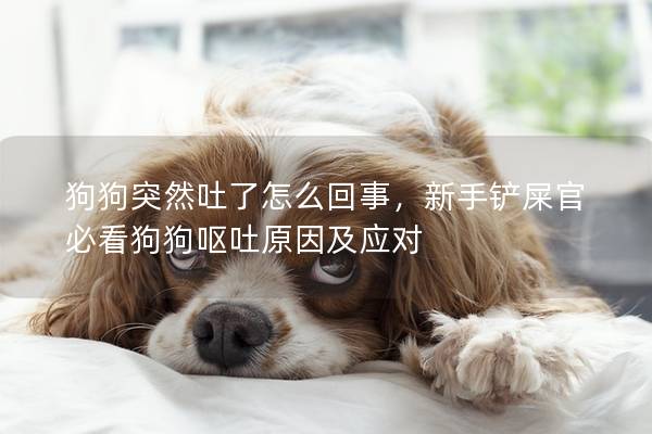 狗狗突然吐了怎么回事，新手鏟屎官必看狗狗嘔吐原因及應(yīng)對(duì)
