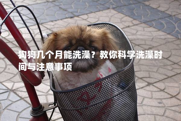 狗狗幾個月能洗澡？教你科學洗澡時間與注意事項