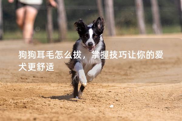 狗狗耳毛怎么拔,掌握技巧讓你的愛犬更舒適 狗狗耳毛怎么拔,掌握技巧讓你的愛犬更舒適