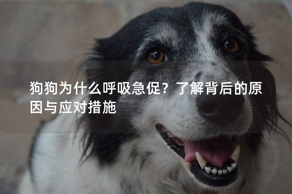 狗狗為什么呼吸急促？了解背后的原因與應對措施