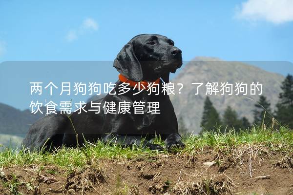 兩個月狗狗吃多少狗糧?了解狗狗的飲食需求與健康管理 兩個月狗狗吃多少狗糧?了解狗狗的飲食需求與健康管理