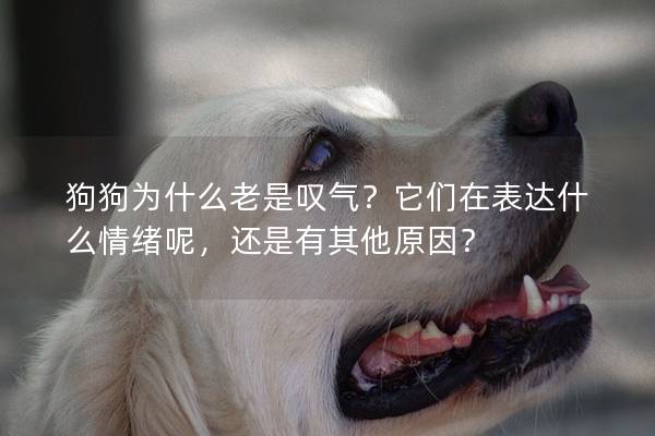 狗狗為什么老是嘆氣？它們在表達什么情緒呢，還是有其他原因？