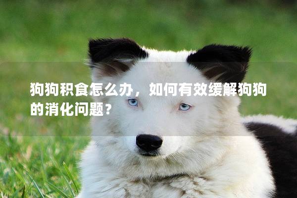 狗狗積食怎么辦，如何有效緩解狗狗的消化問題？