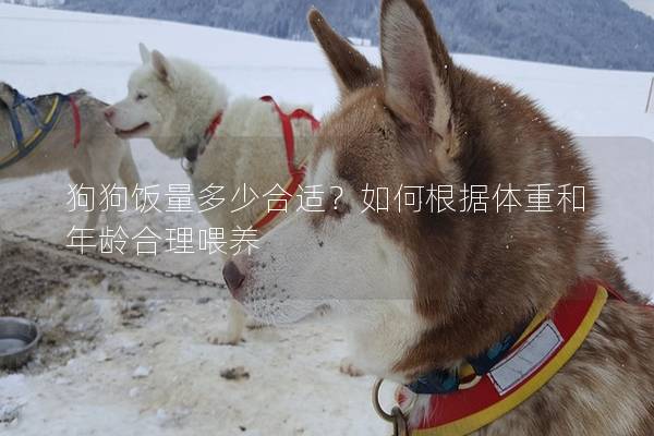 狗狗飯量多少合適？如何根據體重和年齡合理喂養