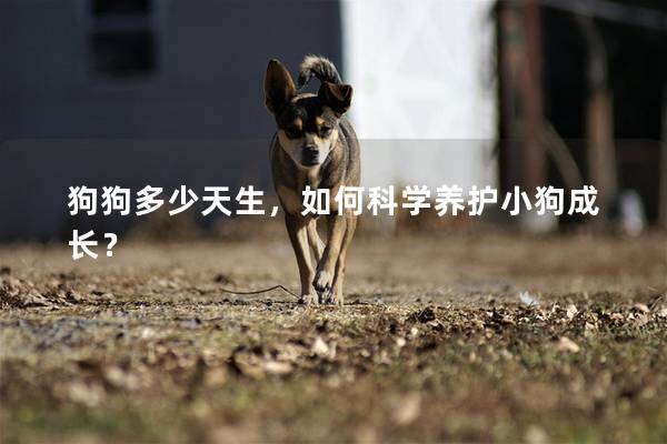 狗狗多少天生，如何科學(xué)養(yǎng)護(hù)小狗成長(zhǎng)？