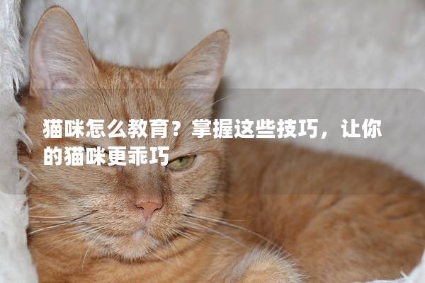 貓咪怎么教育？掌握這些技巧，讓你的貓咪更乖巧
