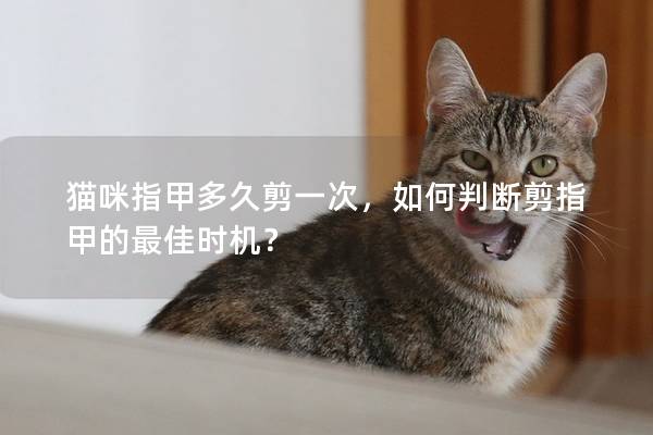 貓咪指甲多久剪一次，如何判斷剪指甲的最佳時(shí)機(jī)？
