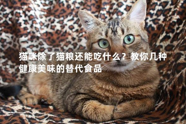 貓咪除了貓糧還能吃什么？教你幾種健康美味的替代食品