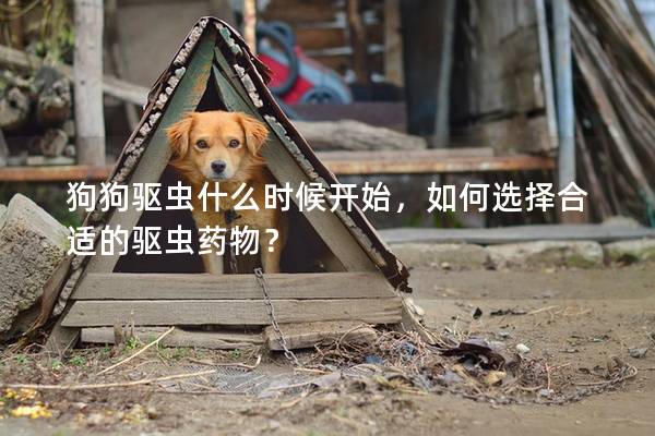 狗狗驅(qū)蟲什么時候開始，如何選擇合適的驅(qū)蟲藥物？