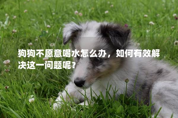 狗狗不愿意喝水怎么辦，如何有效解決這一問題呢？