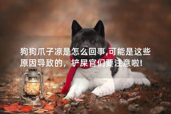 狗狗爪子涼是怎么回事,可能是這些原因導致的，鏟屎官們要注意啦!