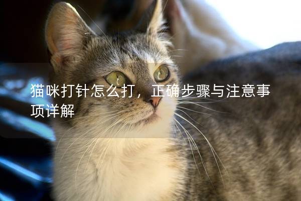 貓咪打針怎么打，正確步驟與注意事項詳解