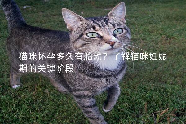 貓咪懷孕多久有胎動(dòng)？了解貓咪妊娠期的關(guān)鍵階段