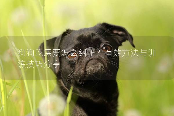 狗狗吃屎要怎么糾正？有效方法與訓(xùn)練技巧分享
