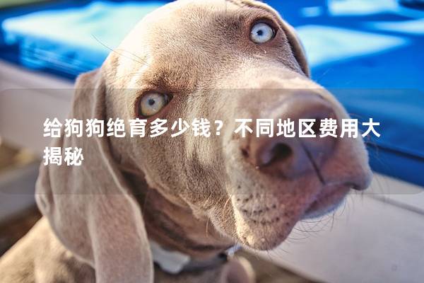 給狗狗絕育多少錢？不同地區費用大揭秘