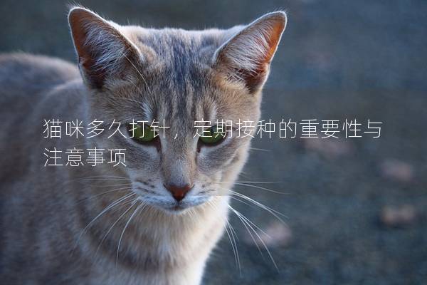 貓咪多久打針，定期接種的重要性與注意事項(xiàng)