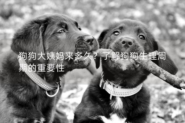 狗狗大姨媽來多久？了解狗狗生理周期的重要性