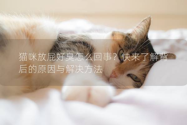 貓咪放屁好臭怎么回事？快來了解背后的原因與解決方法