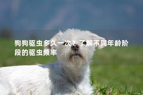 狗狗驅(qū)蟲多久一次？了解不同年齡階段的驅(qū)蟲頻率