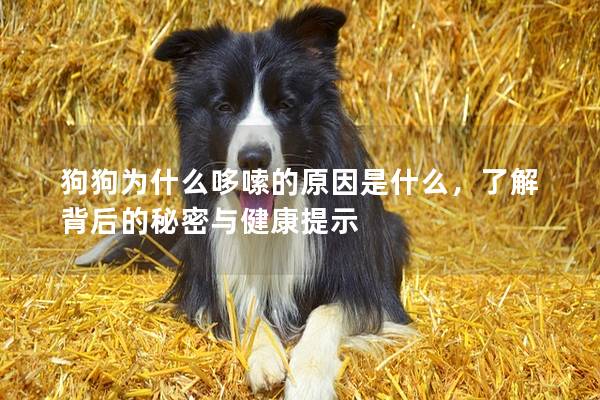 狗狗為什么哆嗦的原因是什么，了解背后的秘密與健康提示